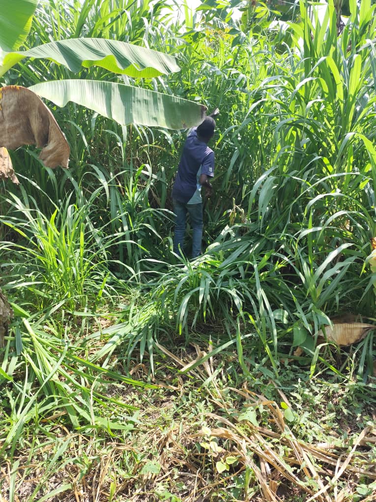 Electrical resistivity field acquisition